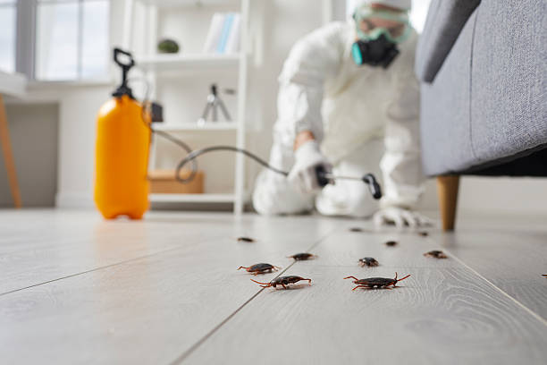Commercial Rodent Management in Santa Monica